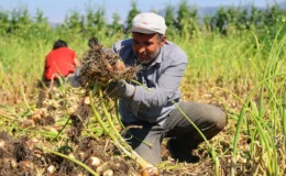 Adana’da turfanda soğan hasadı başladı