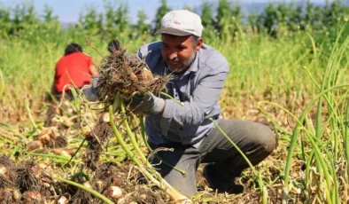 Adana’da turfanda soğan hasadı başladı