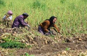 Adana'da turfanda soğan hasadı başladı 5 hasat 2 hafta gecikmeli basladi ciftci fiyatin en az 15 lira olmasini bekliyor yoksa 1783779 202604131716 20260413171630 2