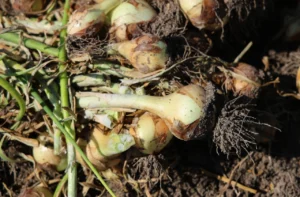 Adana'da turfanda soğan hasadı başladı 4 hasat 2 hafta gecikmeli basladi ciftci fiyatin en az 15 lira olmasini bekliyor yoksa 1783779 202604131716 20260413171630 4