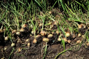 Adana'da turfanda soğan hasadı başladı 6 hasat 2 hafta gecikmeli basladi ciftci fiyatin en az 15 lira olmasini bekliyor yoksa 1783779 202604131716 20260413171630 5