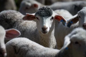 hayvanliga destek icin ureticiye 150 bin kucukbas verilecek basvuru icin son tarih 30 1784047 202604141942 20260414194249 2