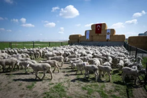 hayvanliga destek icin ureticiye 150 bin kucukbas verilecek basvuru icin son tarih 30 1784047 202604141942 20260414194250 3