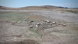 kurakliktan etkilenen ciftciye mujde ankaradan geldi tum zararlari devlet karsilayaca 1781394 202604022318 20260402231833 2