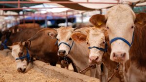 kurban kurbanlik aa 2359084