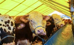 Kurban Bayramı öncesi satış ve kesim alanlarında sıkı denetim