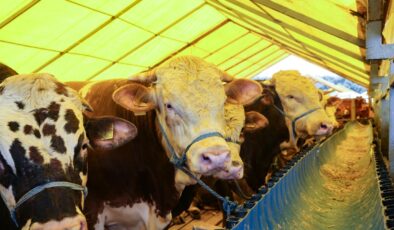 Kurban Bayramı öncesi satış ve kesim alanlarında sıkı denetim