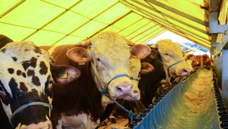 Kurban Bayramı öncesi satış ve kesim alanlarında sıkı denetim