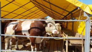 kurbanlik dha 1612060