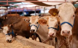 2026 Kurbanlık fiyatları netleşti: Yüzde 46 artış kapıda