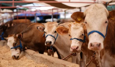 2026 Kurbanlık fiyatları netleşti: Yüzde 46 artış kapıda