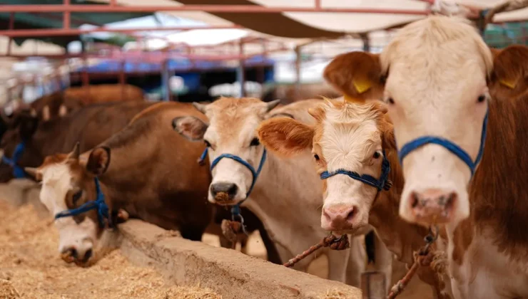 2026 Kurbanlık fiyatları netleşti: Yüzde 46 artış kapıda