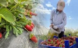 Tarlada başka markette başka: Çilekteki fiyat uçurumu isyan ettirdi
