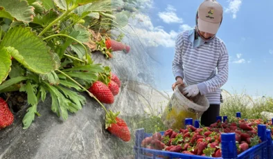 Tarlada başka markette başka: Çilekteki fiyat uçurumu isyan ettirdi