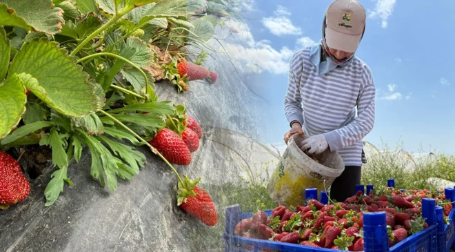 Tarlada başka markette başka: Çilekteki fiyat uçurumu isyan ettirdi
