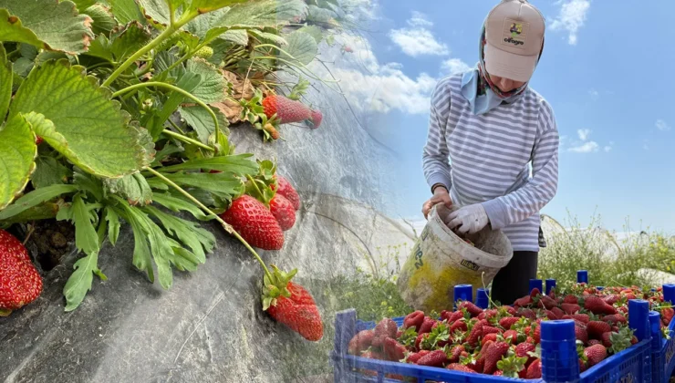 Tarlada başka markette başka: Çilekteki fiyat uçurumu isyan ettirdi