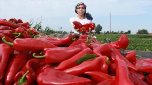 Tarlada 7 lira rafta 200 lira: Biberdeki fahiş fiyat oyunu deşifre oldu 4 tarladan 7 liraya cikti rafta 200 liraya uctu ticaret bakanligi biber vurgununu desif 1782466 photogallery 20260407211201 4