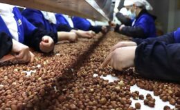 Fındık ihracatı ilk çeyrekte 658 milyon doları aştı