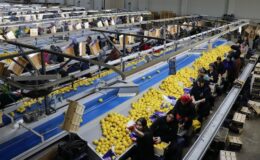 Yaş meyve sebze ihracatında liderlik koltuğu Irak’a geçti