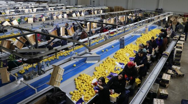 Yaş meyve sebze ihracatında liderlik koltuğu Irak’a geçti