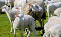 Kırsalda küçükbaş hayvan desteği için başvurular başladı