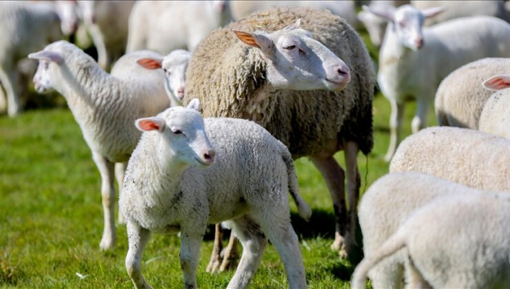Kırsalda küçükbaş hayvan desteği için başvurular başladı