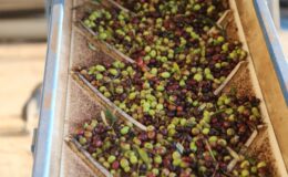 Zeytinyağı üretiminde Türkiye yeni bir güç oluyor