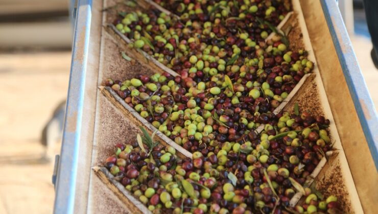 Zeytinyağı üretiminde Türkiye yeni bir güç oluyor