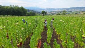 thumbs b c 416a07d260f469ca3cb5cae12389fae8