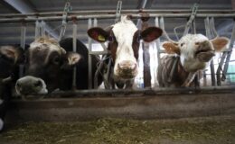 Çiftçinin beklediği milyonlar hesaplara geçti!