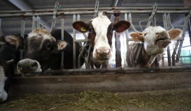 Çiftçinin beklediği milyonlar hesaplara geçti!