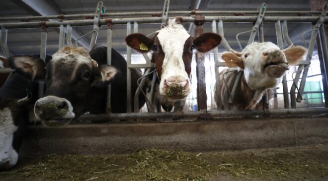 Çiftçinin beklediği milyonlar hesaplara geçti!