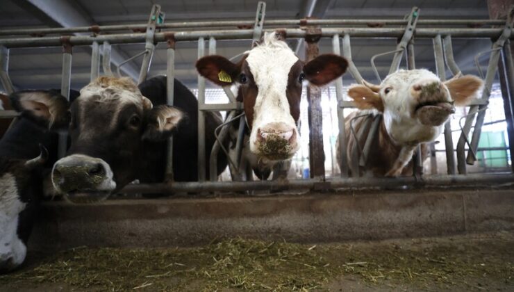 Çiftçinin beklediği milyonlar hesaplara geçti!