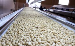 Ticaret borsalarında 7 ayda 261 bin tonu aşkın fındık satıldı