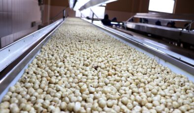 Ticaret borsalarında 7 ayda 261 bin tonu aşkın fındık satıldı