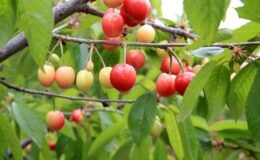 Manisa’da yılın ilk kiraz hasadı yapıldı: Ürün kilosu 6 bin liradan satıldı!