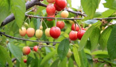 Manisa’da yılın ilk kiraz hasadı yapıldı: Ürün kilosu 6 bin liradan satıldı!