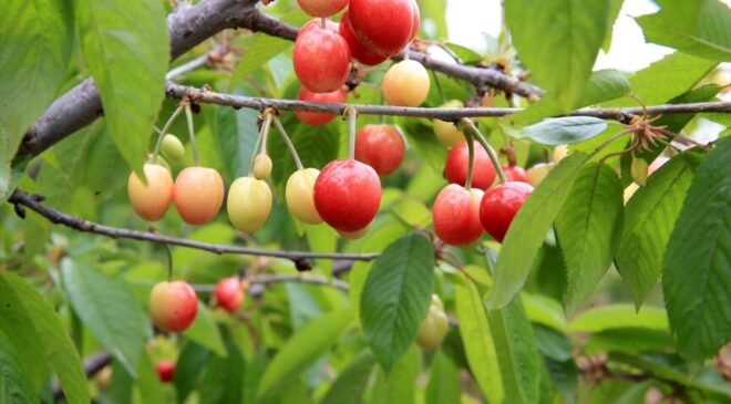 Manisa’da yılın ilk kiraz hasadı yapıldı: Ürün kilosu 6 bin liradan satıldı!