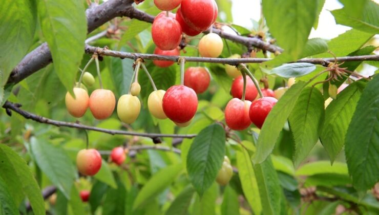 Manisa’da yılın ilk kiraz hasadı yapıldı: Ürün kilosu 6 bin liradan satıldı!