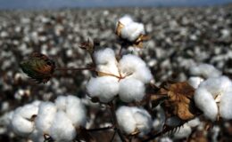 Küresel kriz tekstilin ham maddesini vurdu: Pamuk fiyatları savaşa rağmen tırmanıyor