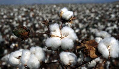 Küresel kriz tekstilin ham maddesini vurdu: Pamuk fiyatları savaşa rağmen tırmanıyor