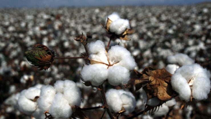 Küresel kriz tekstilin ham maddesini vurdu: Pamuk fiyatları savaşa rağmen tırmanıyor