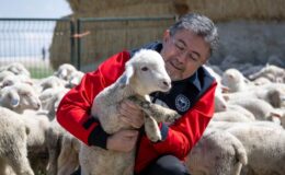 Küçükbaş hayvancılığa dev destek: Yıllık 180 bin lira ödeme yapılacak