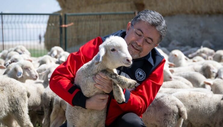 Küçükbaş hayvancılığa dev destek: Yıllık 180 bin lira ödeme yapılacak