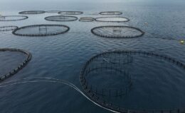 Muğla’nın ‘mavi ekonomi’ rüzgarı