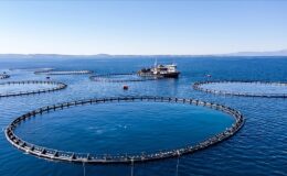 Karadeniz’in su ürünleri ihracatı 85 milyon doları aştı