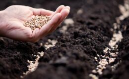 Tohumda stratejik şahlanış gerçekleştiren Türkiye dışa bağımlılığı bitirdi