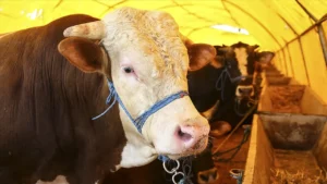 2026 Kurbanlık fiyatları netleşti: Yüzde 46 artış kapıda 3 yuzde 46 zamlandi kurbanlik fiyatlari belli oldu 1782405 202604071522 20260407152245 1