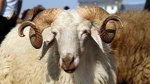 2026 Kurbanlık fiyatları netleşti: Yüzde 46 artış kapıda 4 yuzde 46 zamlandi kurbanlik fiyatlari belli oldu 1782405 202604071522 20260407152245 2