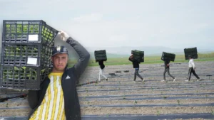 Adana ve Diyarbakır’a dişli rakip: Muş karpuzu piyasayı sallamaya geliyor!